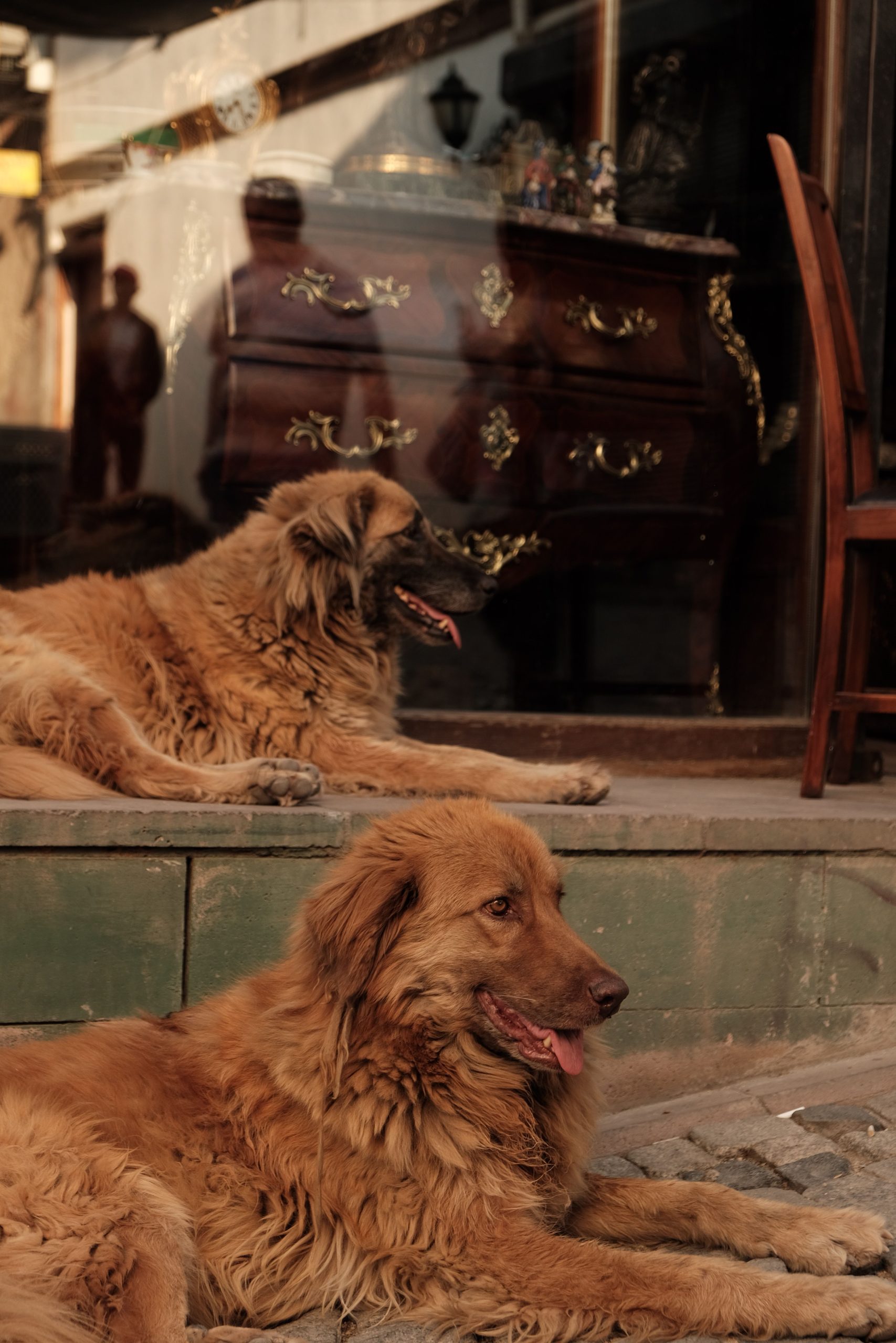 Puppy Socialization