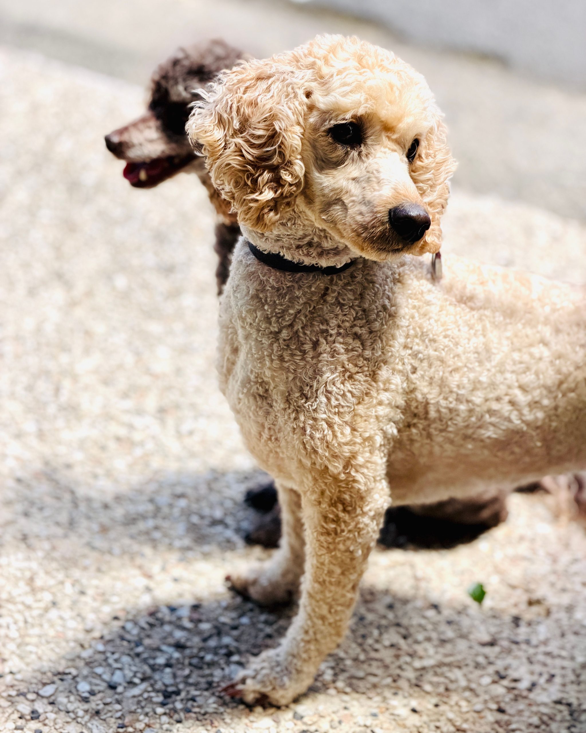 Dog