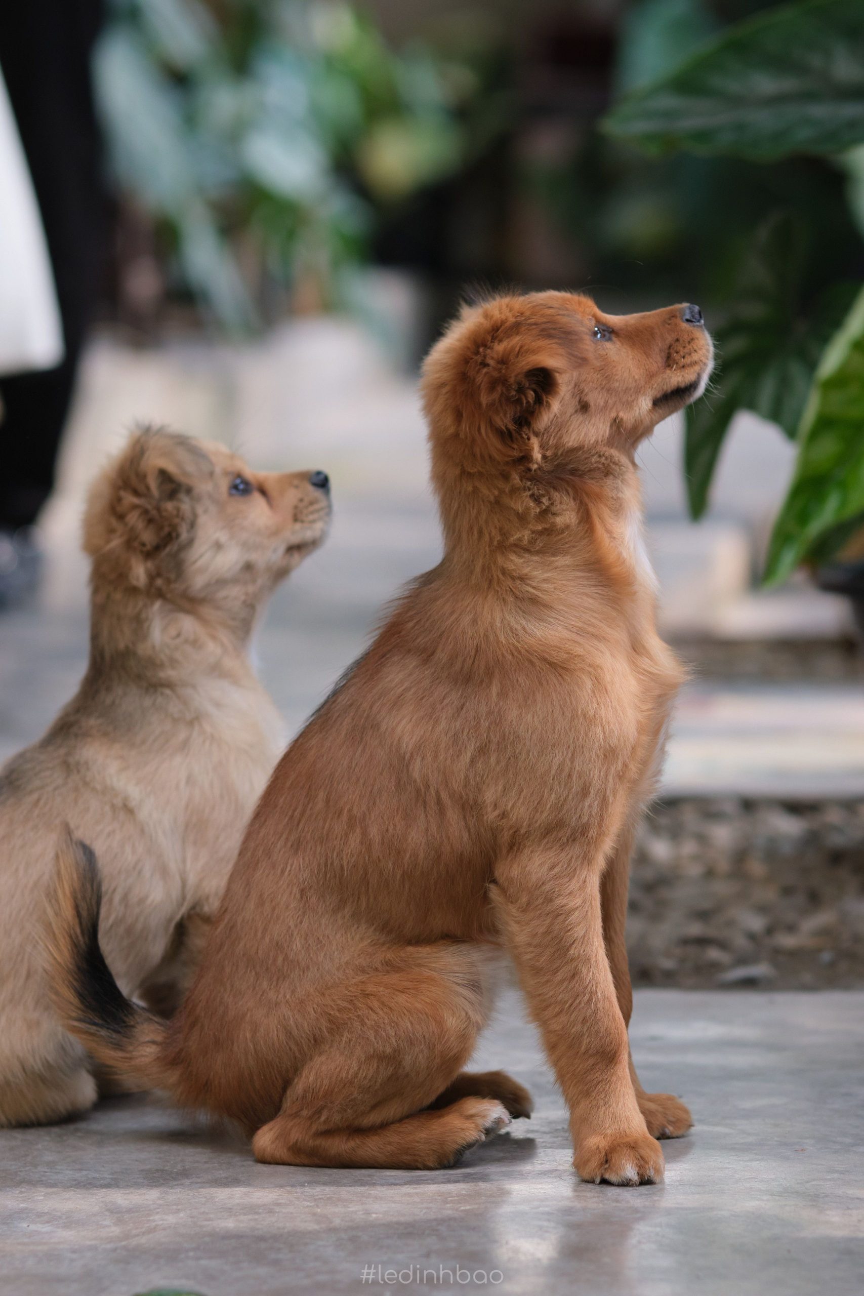 Dog