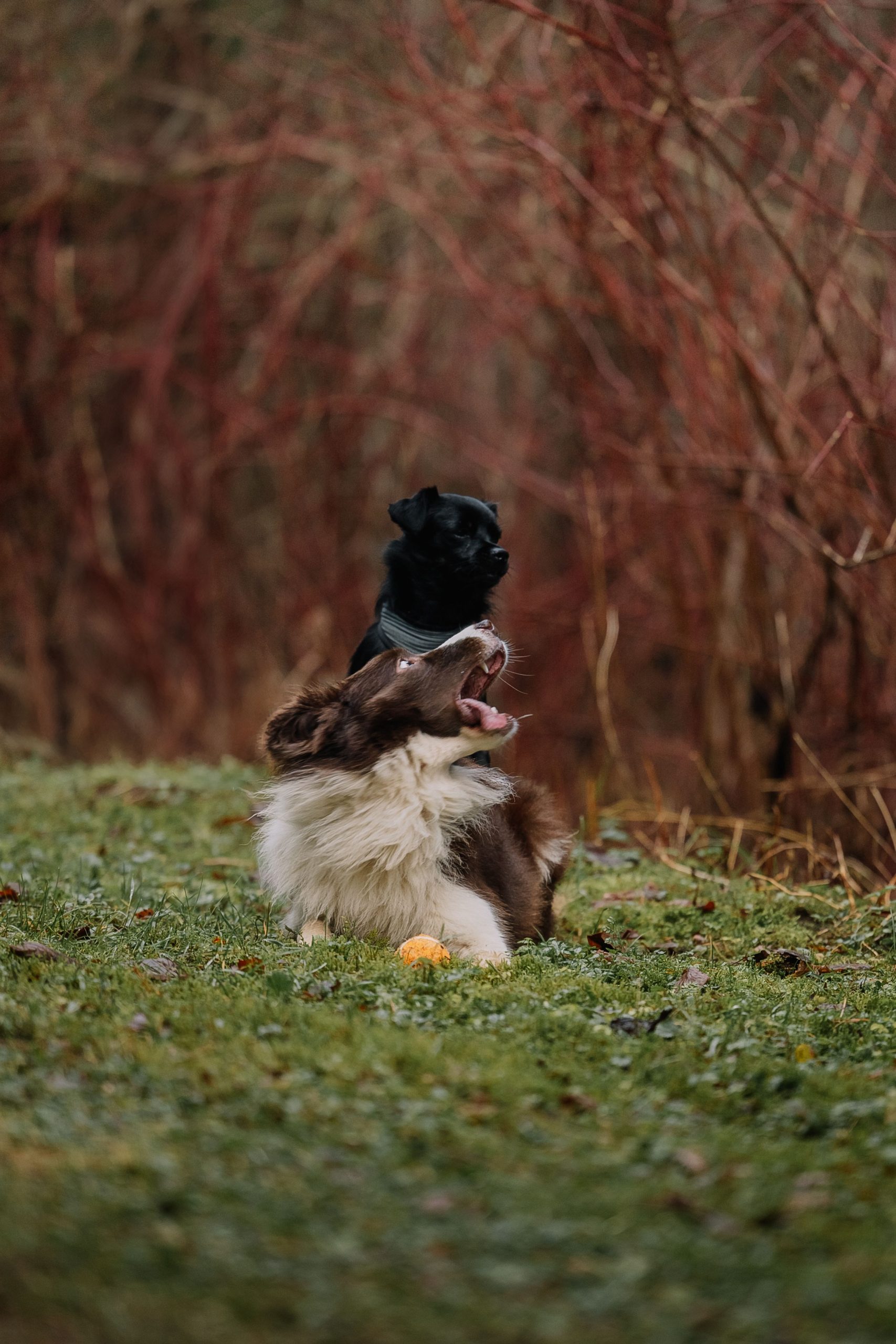 Dog