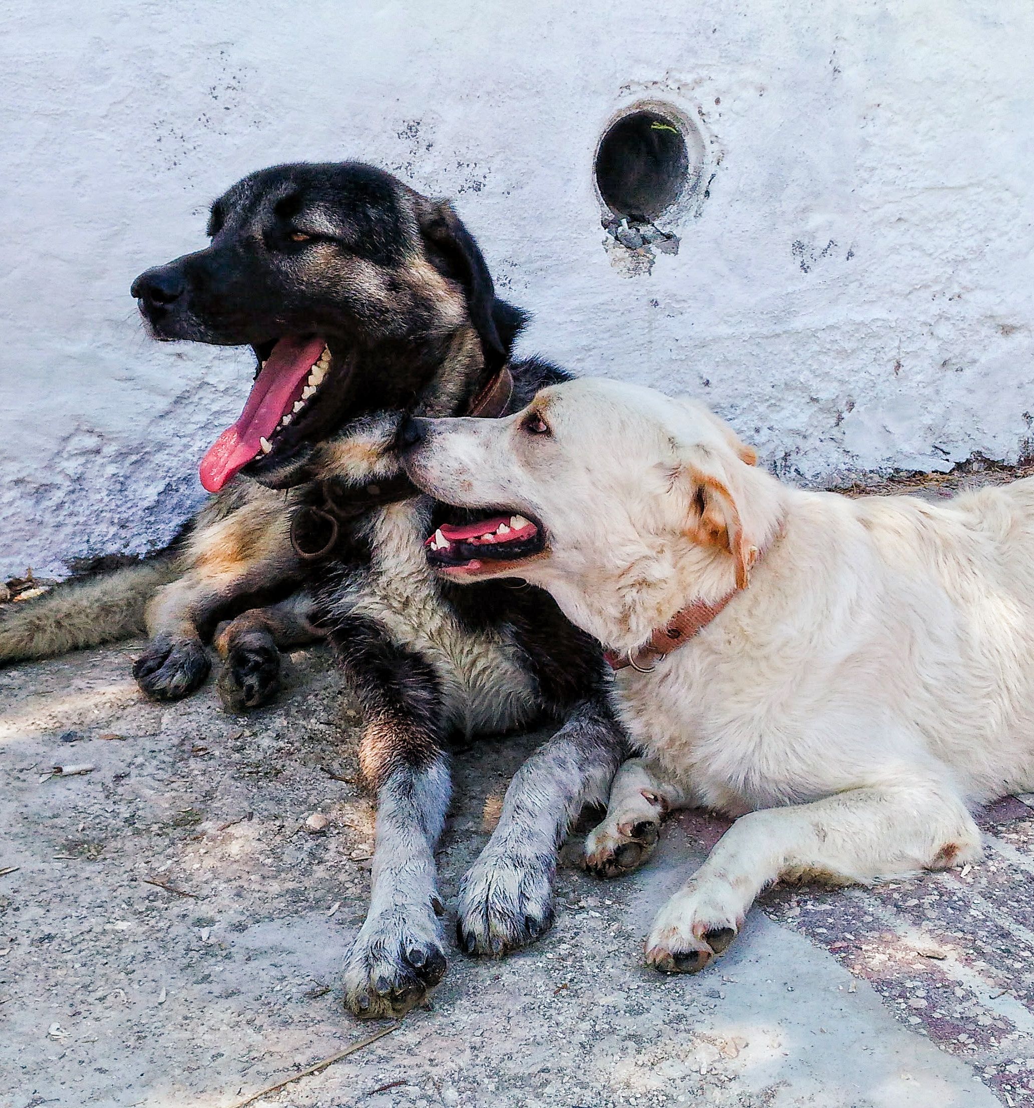 Dog